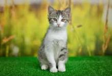 Cats Image