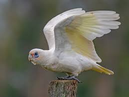 Corellas Image