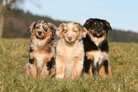 Dogs Image
