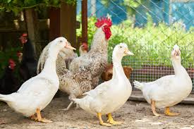 Poultry Image