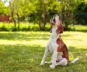 Barking Dog