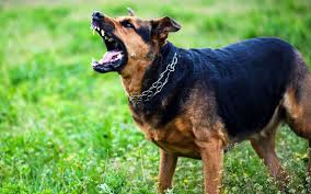 Dog Attack
