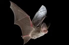 Bats Image